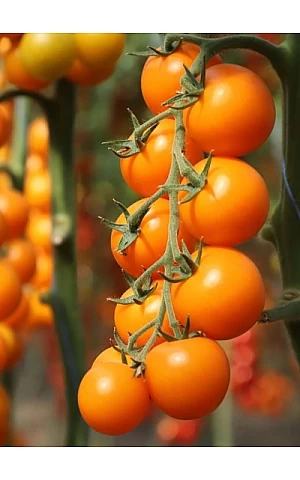 Томат черри KS 1549 F1  Kitano Seeds