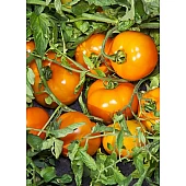 Томат Айсан F1  Kitano Seeds