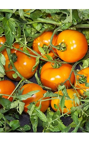 Томат Айсан F1  Kitano Seeds