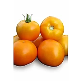 Томат Нукси F1 (KS 17 F1)  Kitano Seeds
