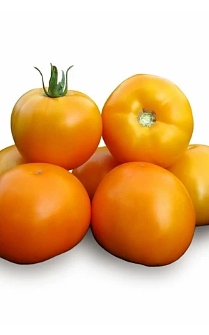 Томат Нукси F1 (KS 17 F1)  Kitano Seeds