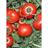 Томат Хайд F1 (KS 835 F1)  Kitano Seeds