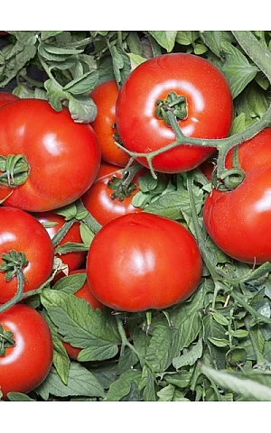 Томат Хайд F1 (KS 835 F1)  Kitano Seeds