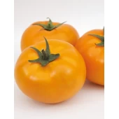 Томат Ямамото F1 (KS 10 F1)  Kitano Seeds