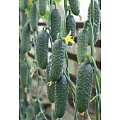 Огурец KS 84 F1  Kitano Seeds