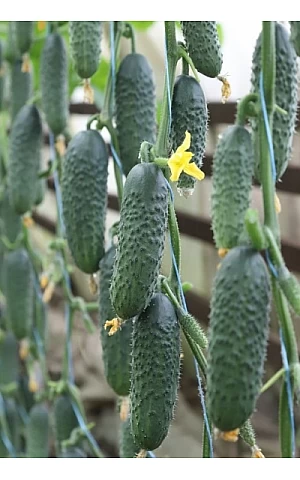 Огурец KS 84 F1  Kitano Seeds