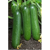 Огурец KS 260 F1  Kitano Seeds