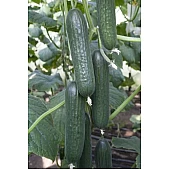 Огірок KS 930 F1  Kitano Seeds
