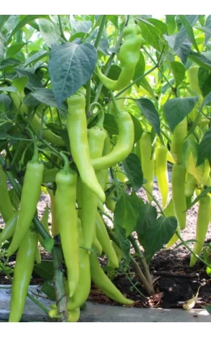 Перець Гострий KS 65 F1  Kitano Seeds