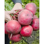 Редька KS 2078 F1  Kitano Seeds