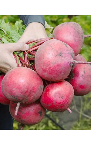 Редька KS 2078 F1  Kitano Seeds