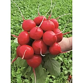 Редис KS 1297 F1  Kitano Seeds
