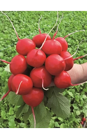 Редис KS 1297 F1  Kitano Seeds