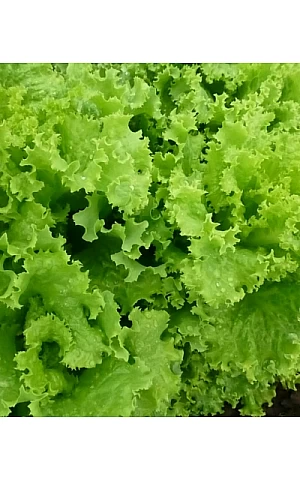 Салат KS 129 F1  Kitano Seeds