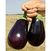 Баклажан Галине F1  Clause