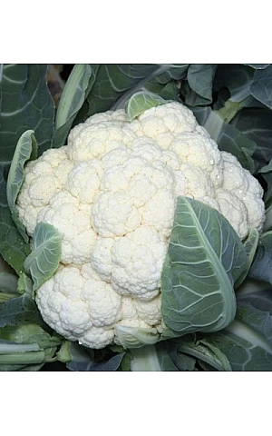 Капуста Цветная Ванза F1  Kitano Seeds