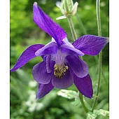 Аквілегія Alpina (Альпіна)