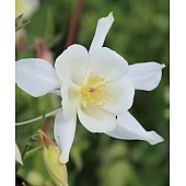 Aquilegia Nivea (Нівея)