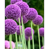Алліум Гігантський Giganteum