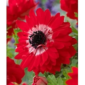 Анемона Махрова The Governor