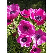 Анемона простая Sylphide