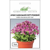 Арабис Лотти розовый 