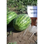 Арбуз Арашан F1 (ВДЛ 5003)  Syngenta