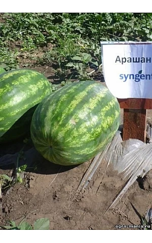 Арбуз Арашан F1 (ВДЛ 5003)  Syngenta