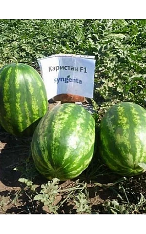 Арбуз Каристан F1  Syngenta