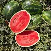 Кавун Юкон F1  Rijk Zwaan