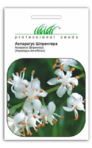 Аспарагус Шпренгера белый 