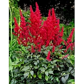 астильба Etna