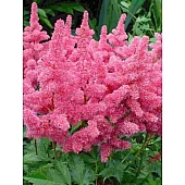 Астильба Gloria