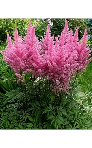 Астильба Gloria Purpurea (Глорія Пурпуреа)