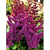 Астильба Purperkerze (Пурпуркерц) 