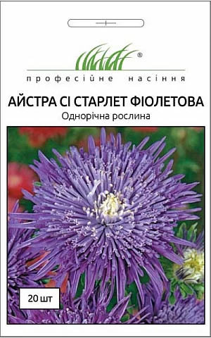 Астра Си Старлет фиолетовая 