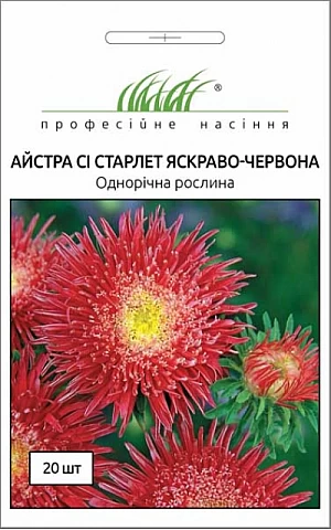 Астра Си Старлет ярко-красная 