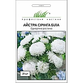 Астра Сиринга белая 