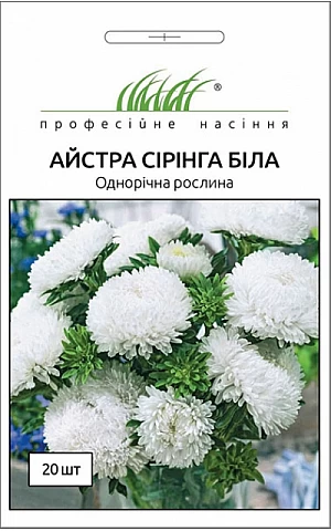 Астра Сиринга белая 