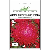 Астра Ювель темно-красная 
