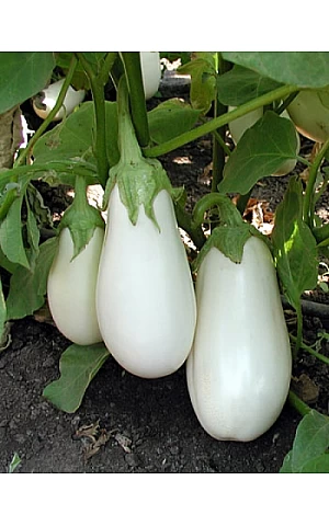 Баклажан Бибо  Seminis