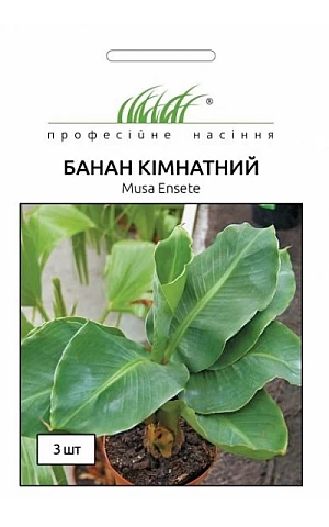 Банан комнатный 