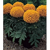 Бархатцы Antigua F1 Orange