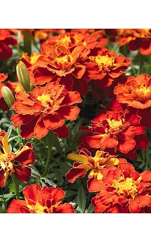 Чорнобривці Safari Orange