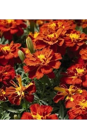 Бархатцы Safari Red