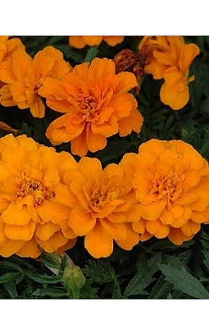 Чорнобривці Safari Tangerine