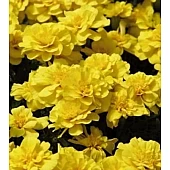 Бархатцы Safari Yellow