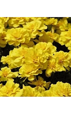 Чорнобривці Safari Yellow