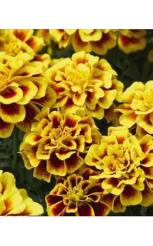Чорнобривці Safari Yellow Fire