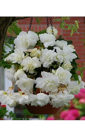 Бегония ампельная Белая